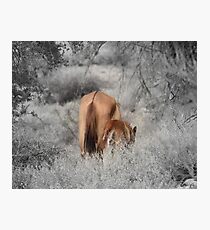 Red Dun Mare and Young Foal Photographic Print