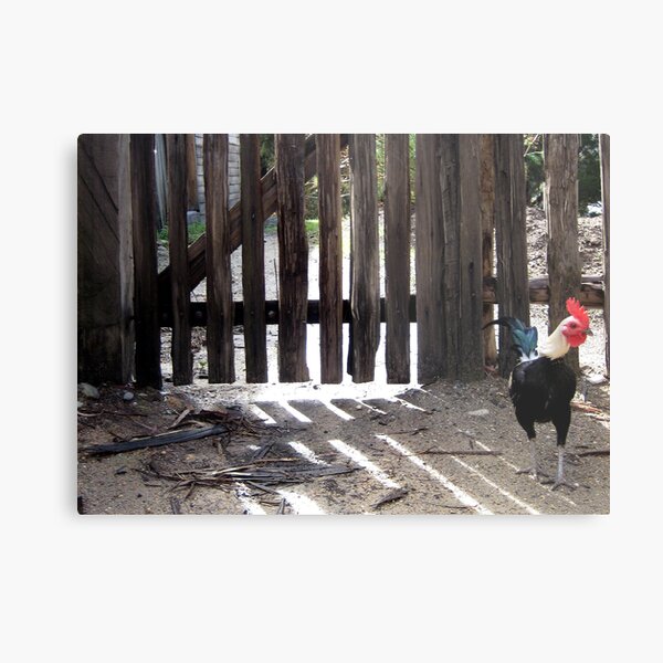 crow for opportunity Metal Print