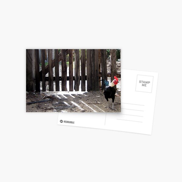 crow for opportunity Postcard
