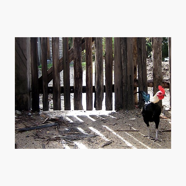 crow for opportunity Photographic Print