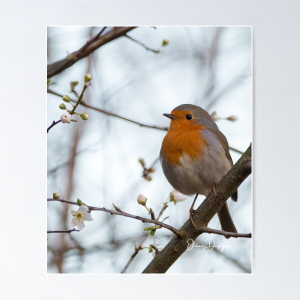 Item preview, Beautiful Robin   designed and sold by oceandesignsfx.