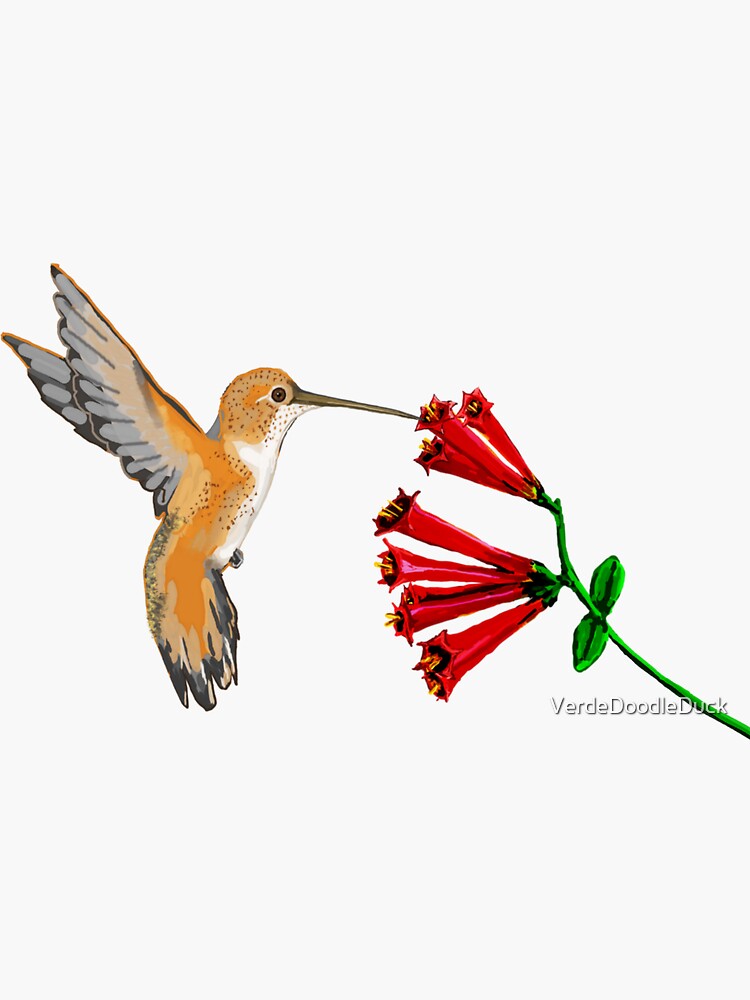 Rufous Hummingbird Matte Sticker 