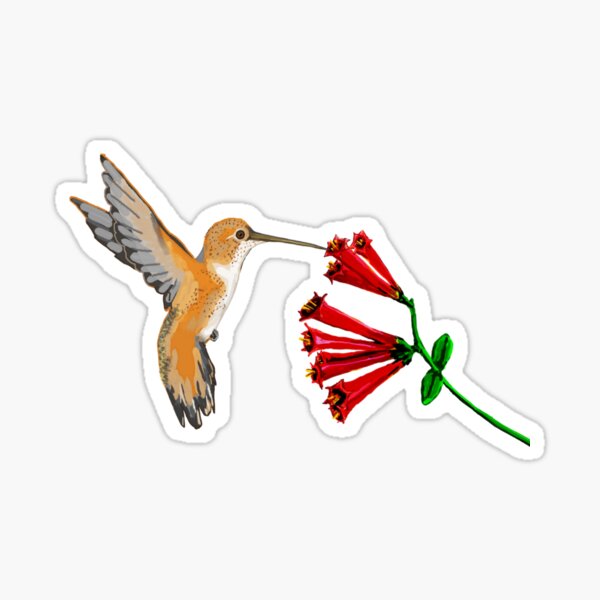 Rufous Hummingbird Matte Sticker 