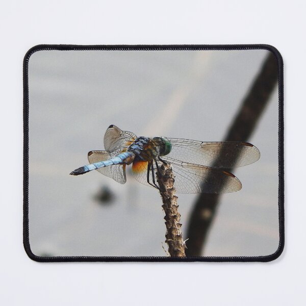 Item preview, Light blue dragonfly from right rear on pine twig designed and sold by gistinker.
