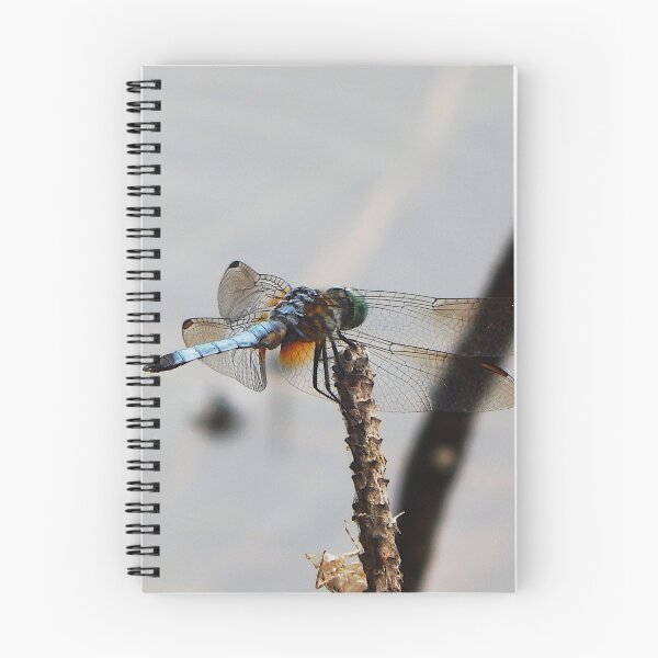Item preview, Light blue dragonfly from right rear on pine twig designed and sold by gistinker.