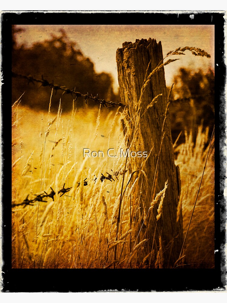Harvest by ronmoss