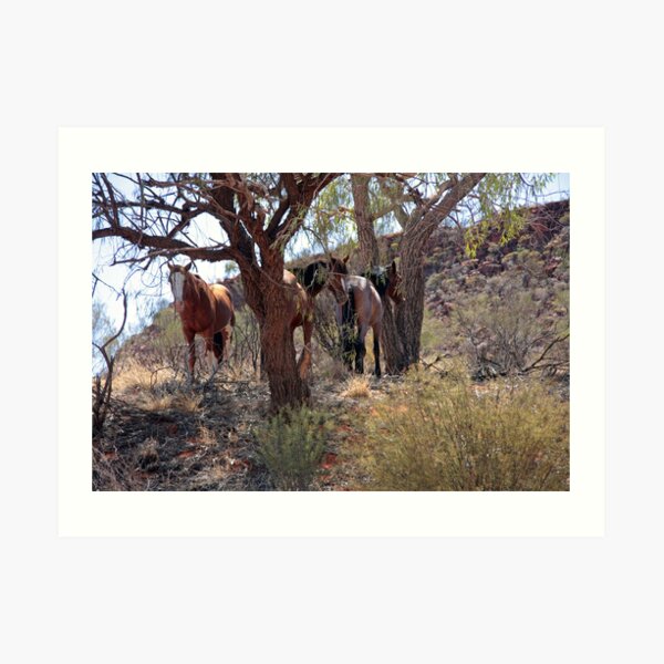 Wild Brumbies Art Print