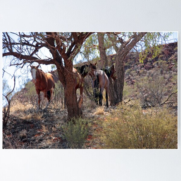 Wild Brumbies Poster
