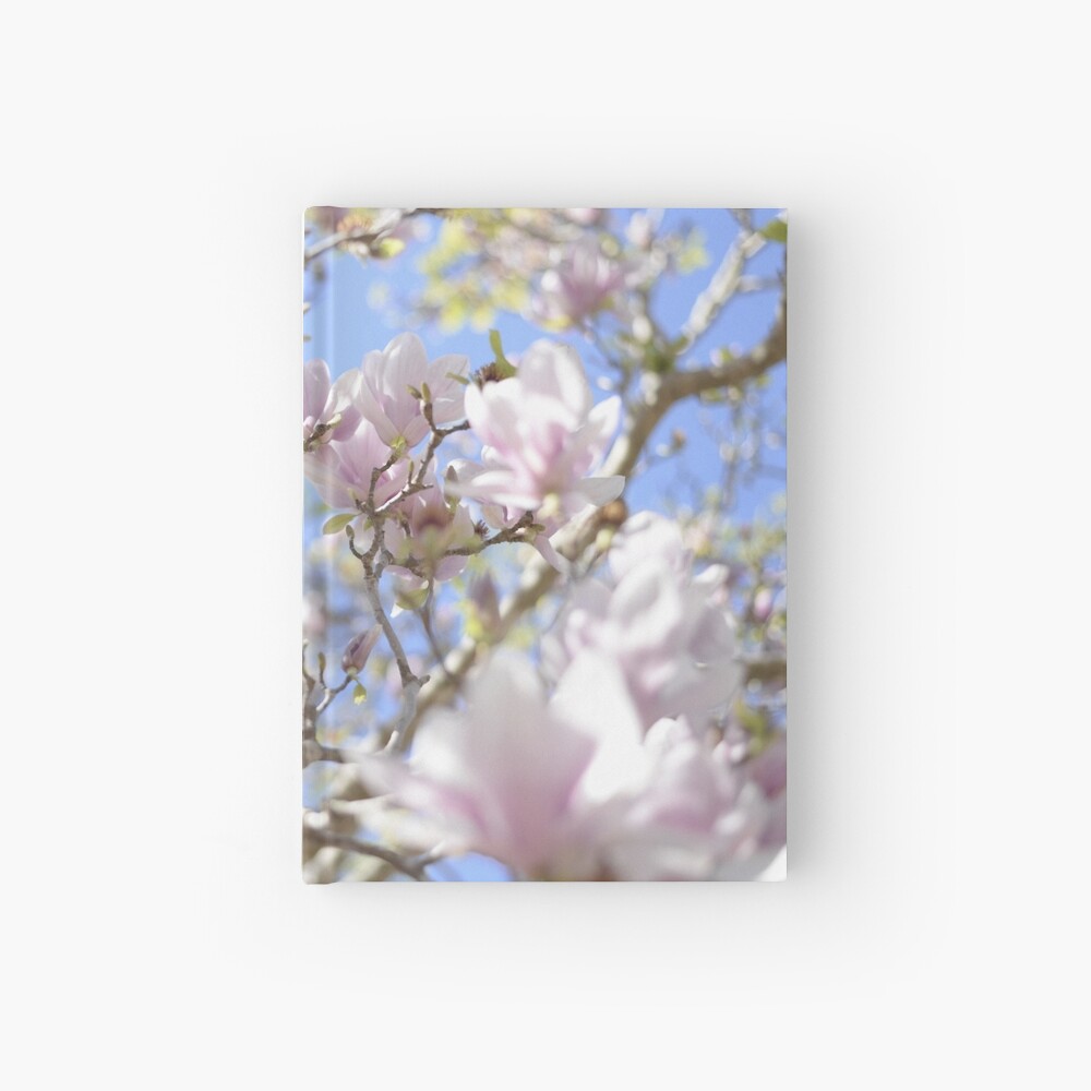 A Magnolia photographed in sunlight