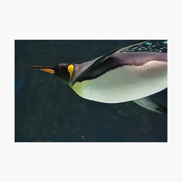 Item preview, Penguin at Melbourne Aquarium, Victoria designed and sold by groophics.