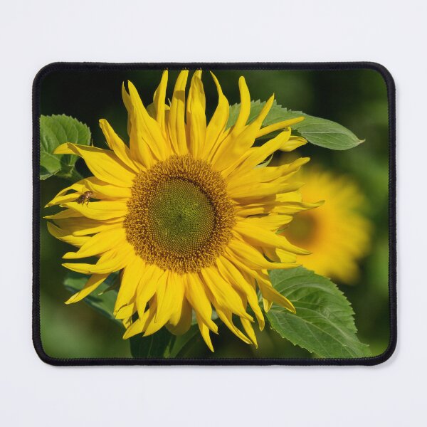 Item preview, Facing the sun with a bee. Sunflower 1 designed and sold by Jouko Lehto Photography.