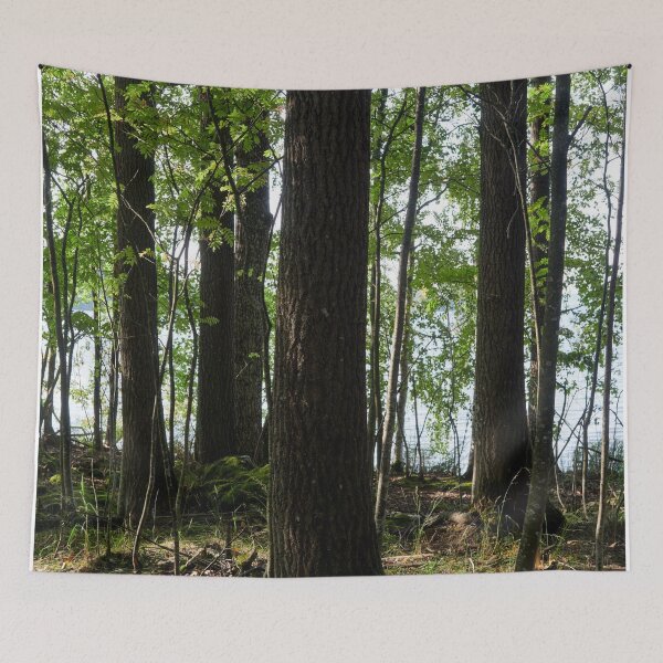 Item preview, Pitkaniemi aspens designed and sold by Jouko Lehto Photography.