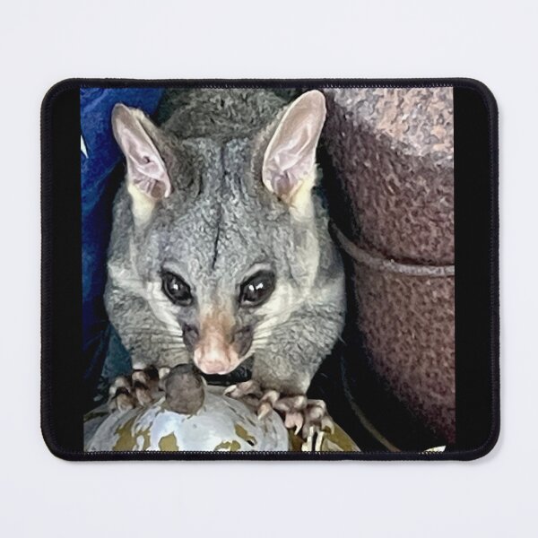 Item preview, Possum on the Pot designed and sold by KazM.