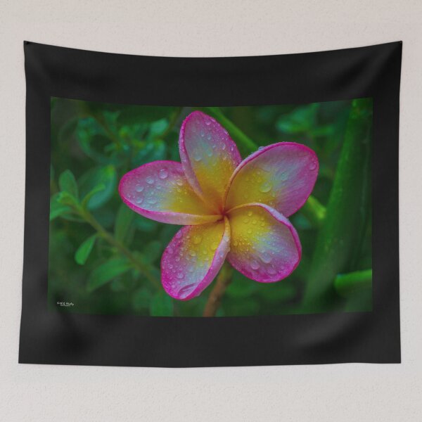 Item preview, Frangipani 2nd March 2018 designed and sold by Keith's Photo Artistry.