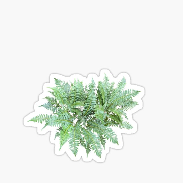 Green Ferns Sticker