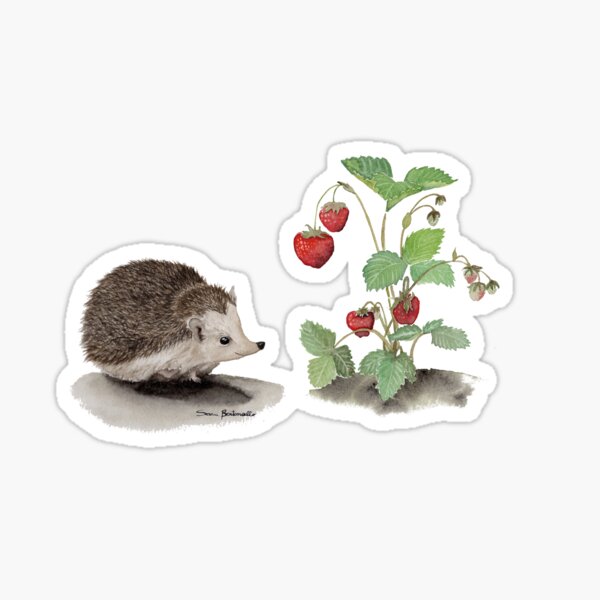 Hérisson aux fraises Sticker