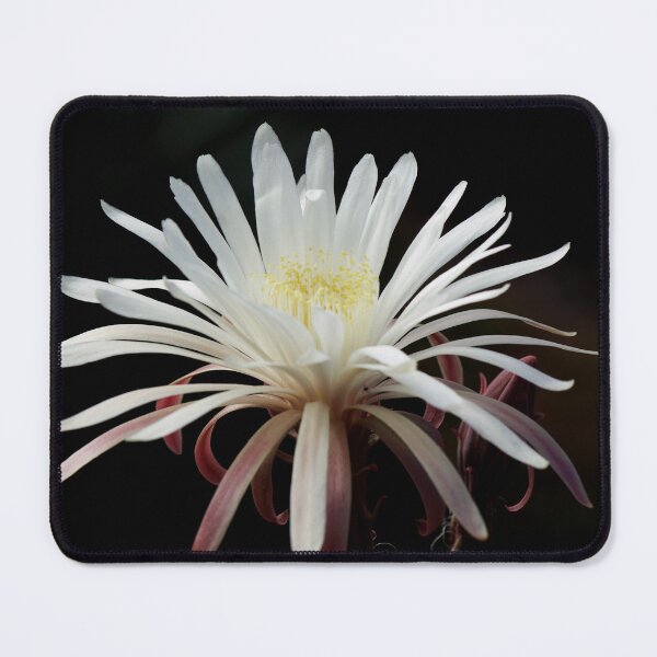 Item preview, Cactus flower designed and sold by Kim Chi Thai.