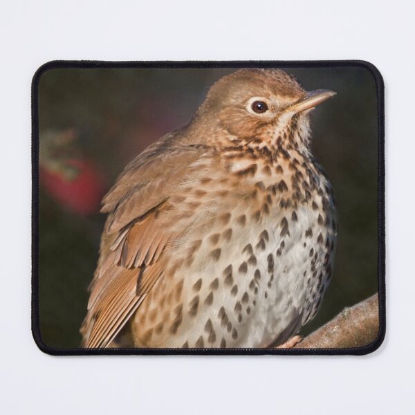 Item preview, Song Thrush designed and sold by Krys Bailey.