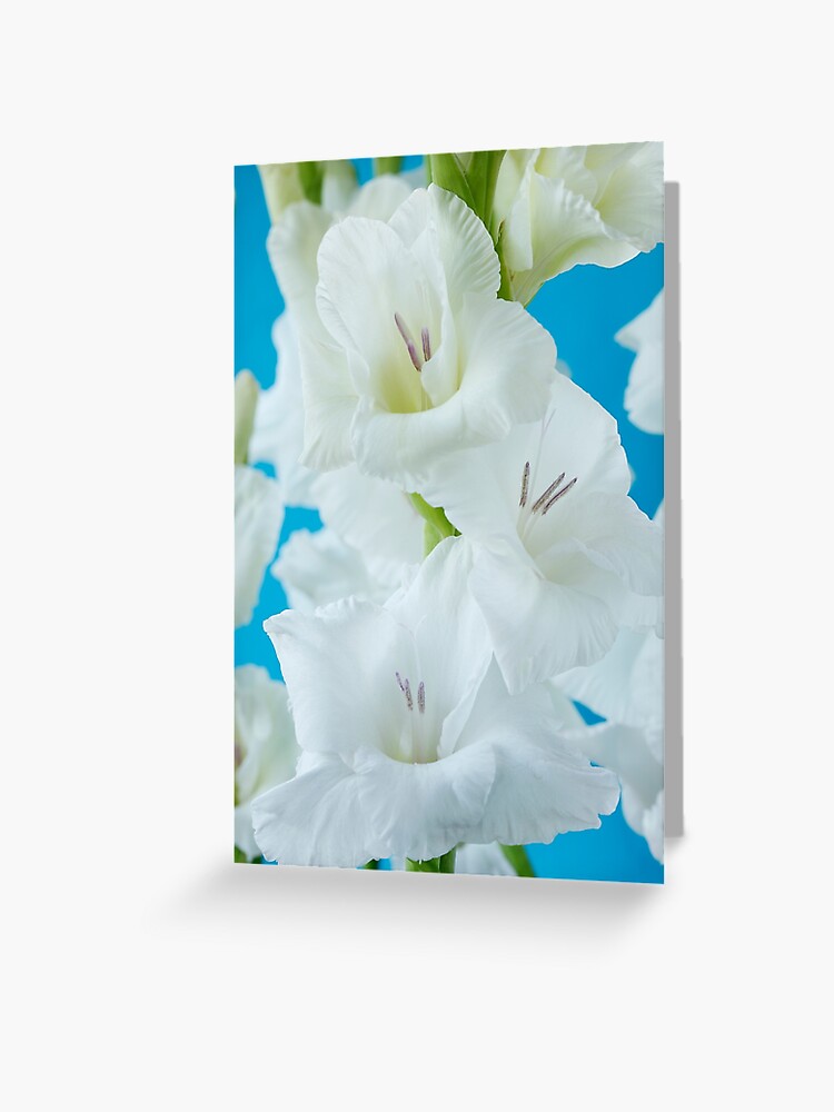 Tarjetas de felicitación «Gladiolus 'White Friendship'» de chrisburrows |  Redbubble