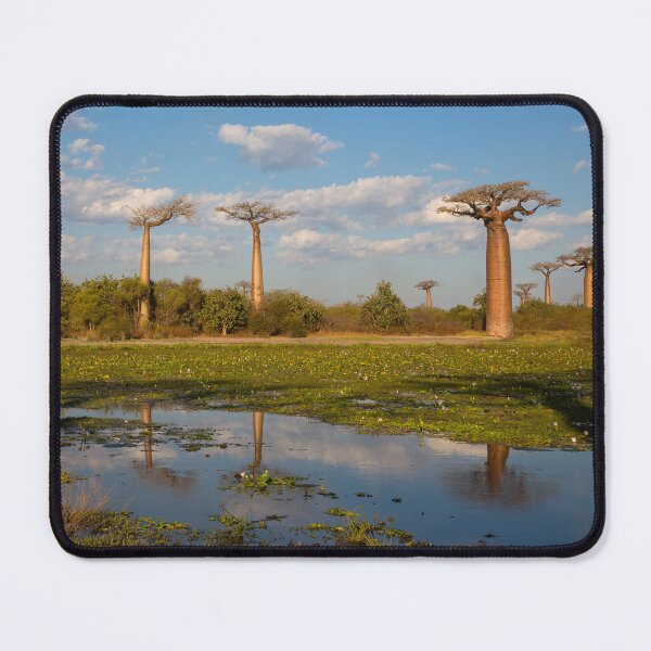 Item preview, Baobabs and Water lilies in a Pond designed and sold by Yair Karelic.