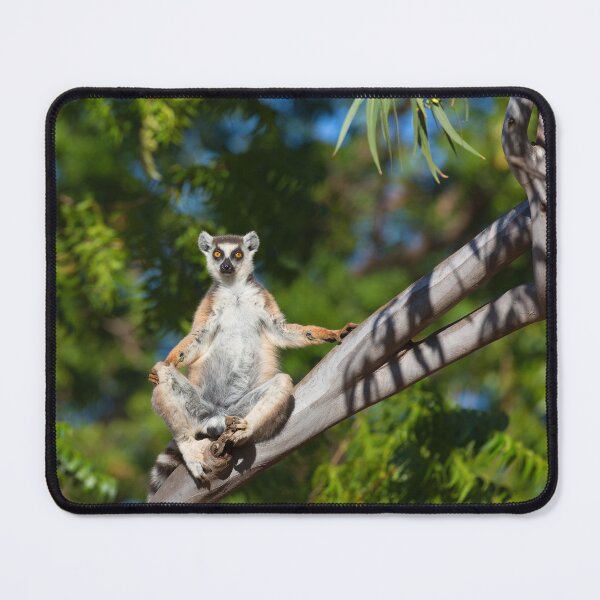 Item preview, Ring-Tailed Lemur Sunbathe designed and sold by Yair Karelic.