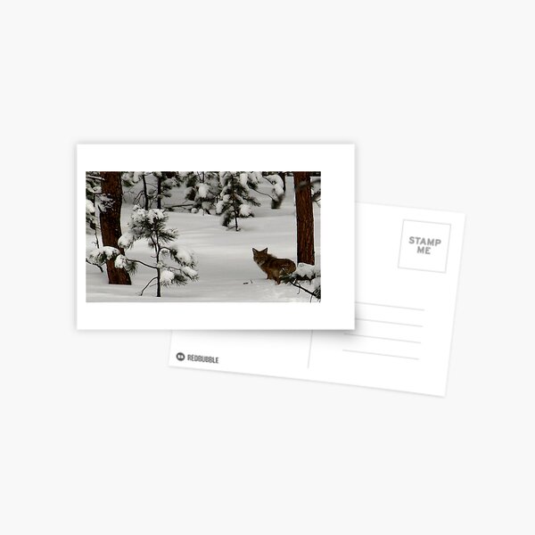 Coyote Curiousity Postcard