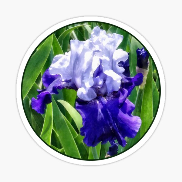 Item preview, Iris Best Bet designed and sold by Susan Savad.