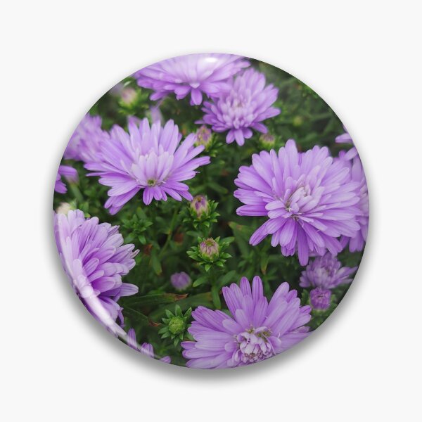 Item preview, Purple Mums designed and sold by AmandaFaye99.
