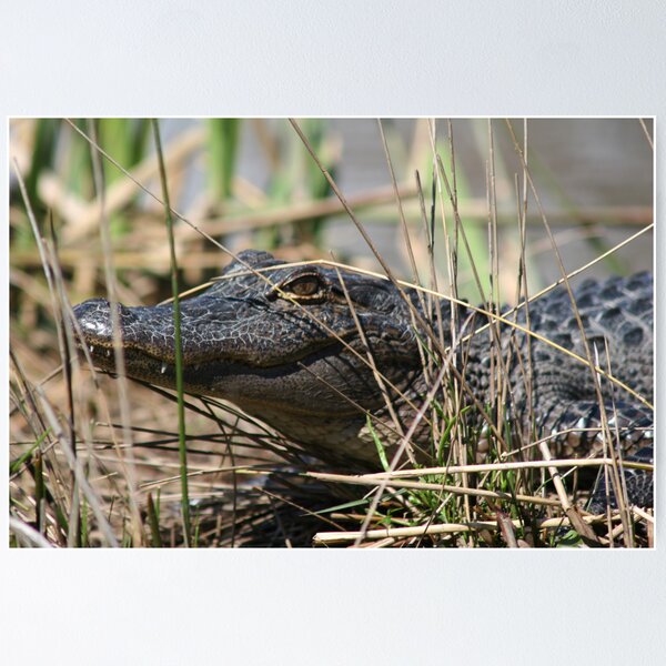 Artikelvorschau, Bayou Alligator entworfen und verkauft von alina98.