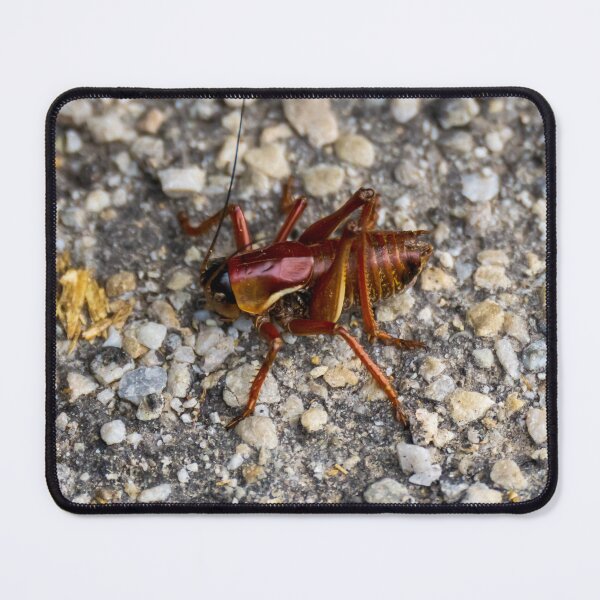 Item preview, Cricket designed and sold by TinyDinoDesigns.