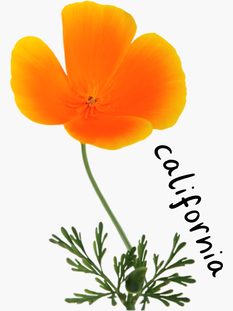 california state flower Sticker for Sale by rachelbb11