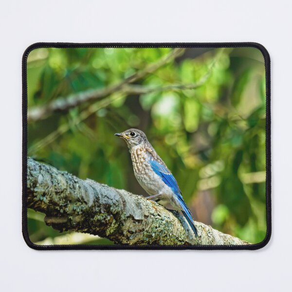 Item preview, Female Eastern Bluebird designed and sold by Kay Brewer.