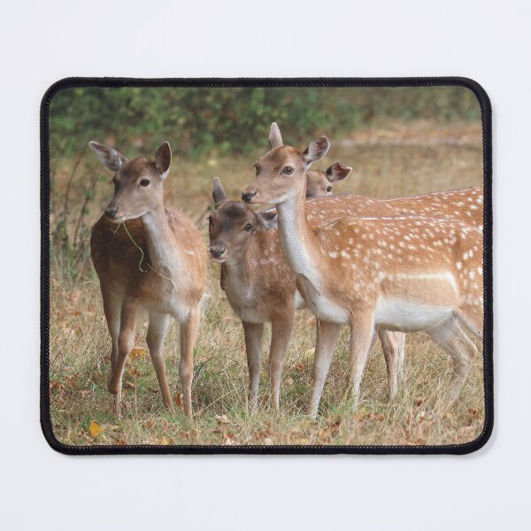 Item preview, Fallow Deer - Bushy Park, London designed and sold by LeanneAllen.