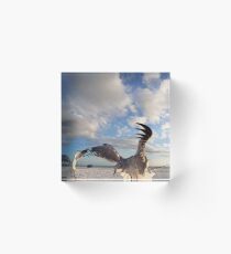 Seabirds Acrylic Block