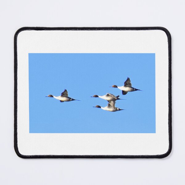 Item preview, Pintail ducks in flight designed and sold by Eleu Tabares.