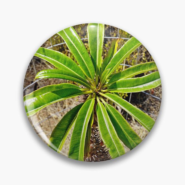 Artikelvorschau, Wrigley Memorial Botanical Gardens Studie 7 entworfen und verkauft von Robert Meyers-Lussier.