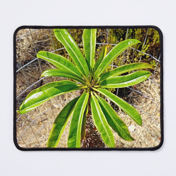 Item preview, Wrigley Memorial Botanical Gardens Study 7  designed and sold by Robert Meyers-Lussier.