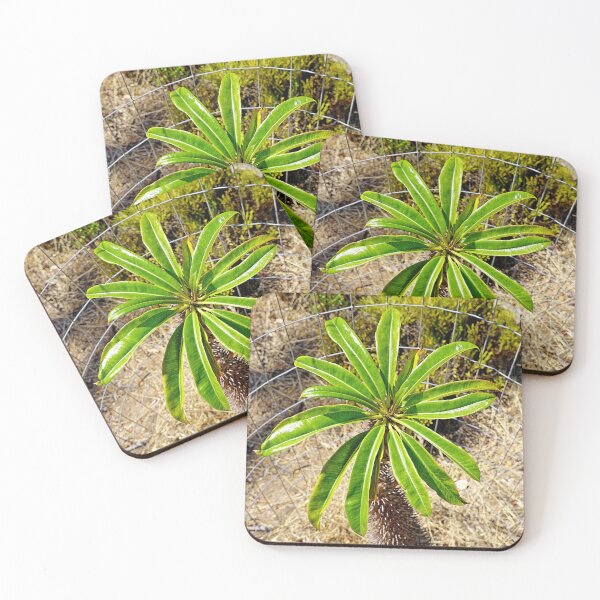 Item preview, Wrigley Memorial Botanical Gardens Study 7  designed and sold by Robert Meyers-Lussier.