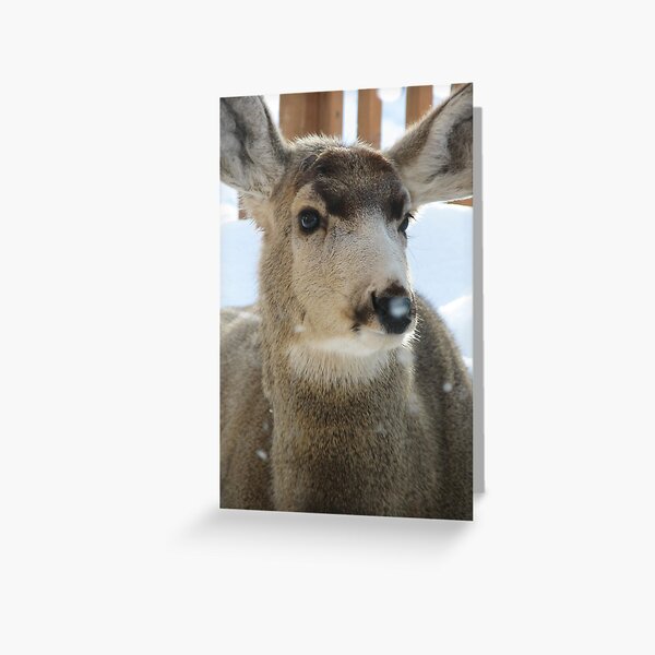 Animals: Mule Deer Greeting Card