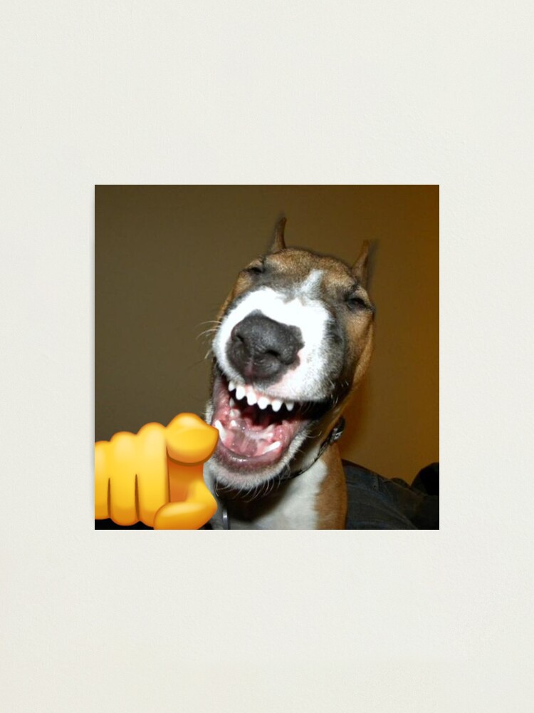 Cute Dog Laughing Meme Meme Laugh Of The Day Videos Laughing Dog