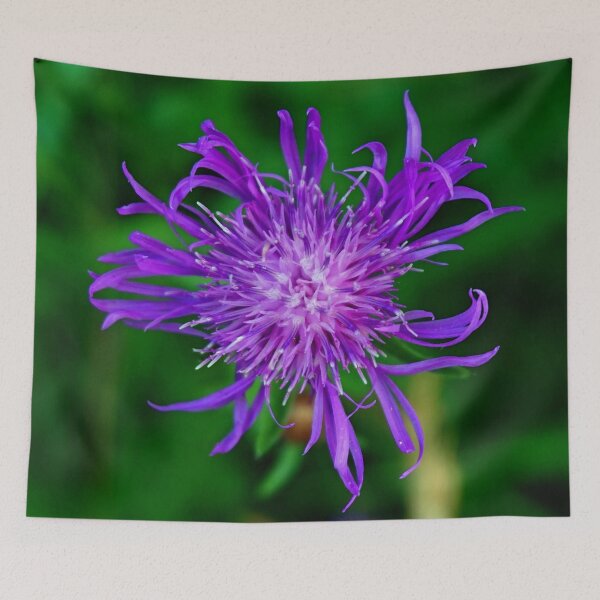 Item preview, Purple cornflower designed and sold by MarionsArt.