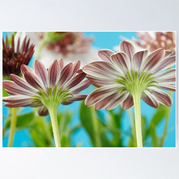 Item preview, Osteospermum  Flower Power Double Series  Double White Bronze   designed and sold by Chris Burrows.