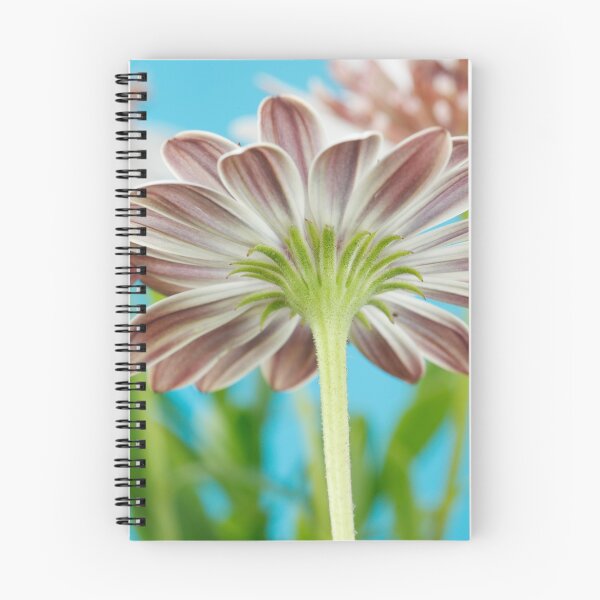 Item preview, Osteospermum  Flower Power Double Series  Double White Bronze   designed and sold by Chris Burrows.