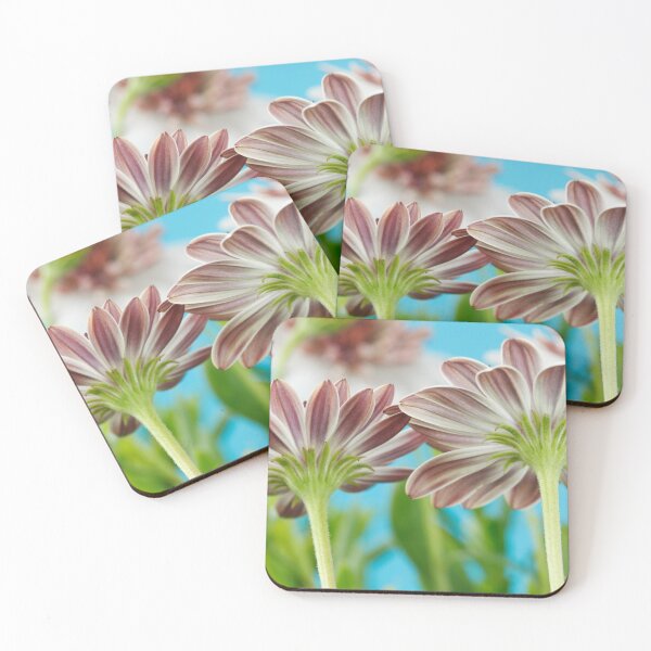 Item preview, Osteospermum  Flower Power Double Series  Double White Bronze   designed and sold by Chris Burrows.