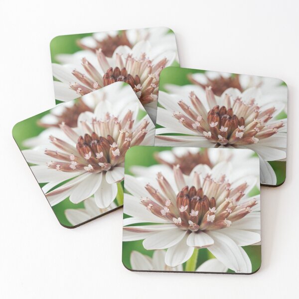 Item preview, Osteospermum  Flower Power Double Series  Double White Bronze   designed and sold by Chris Burrows.