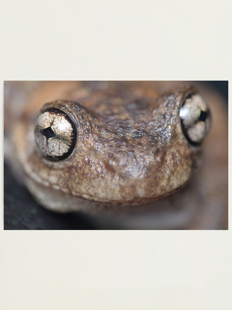 Alternate view of Peron's Tree Frog Photographic Print