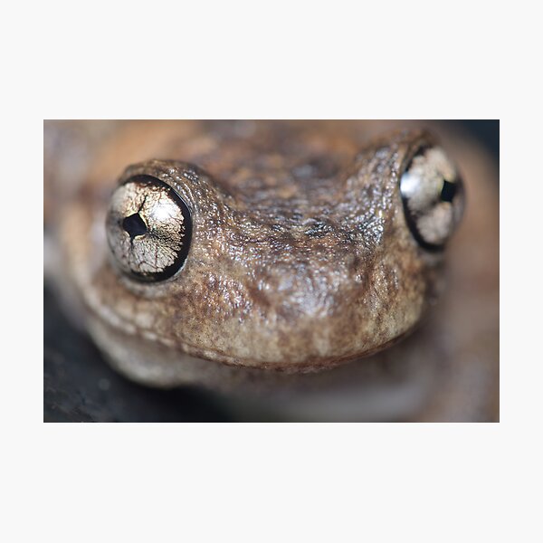 Peron's Tree Frog Photographic Print