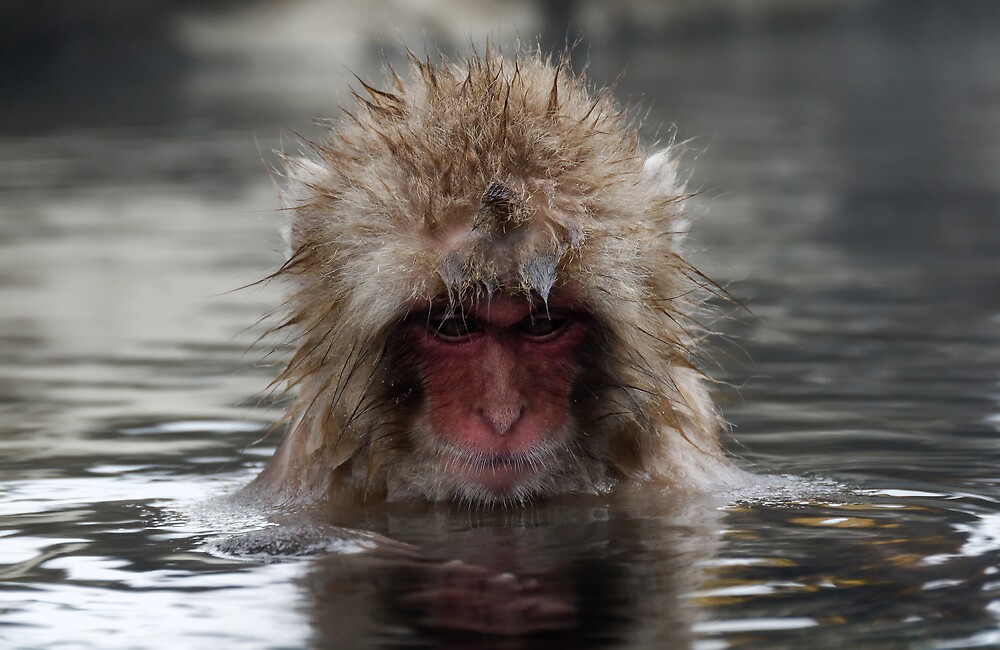  Monkey Day  Spa Reflections by Robert Mullner Redbubble