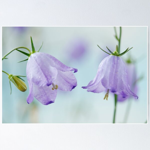 Item preview, Campanula rotundifolia  Common harebell   designed and sold by Chris Burrows.