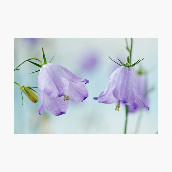 Item preview, Campanula rotundifolia  Common harebell   designed and sold by Chris Burrows.